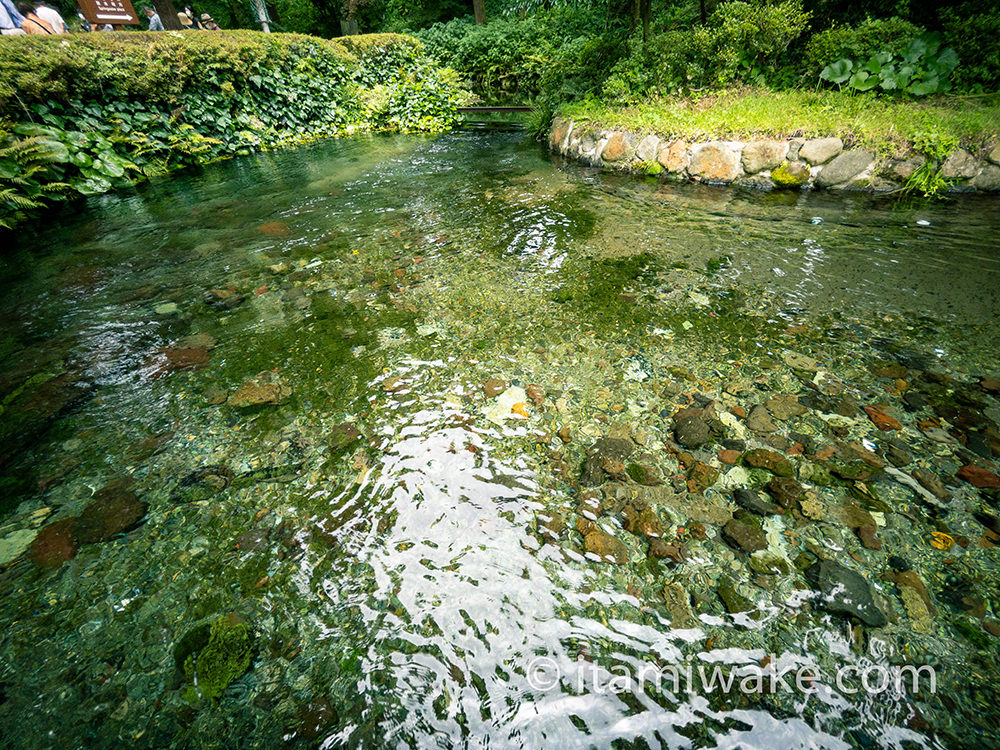 綺麗なお水だよ