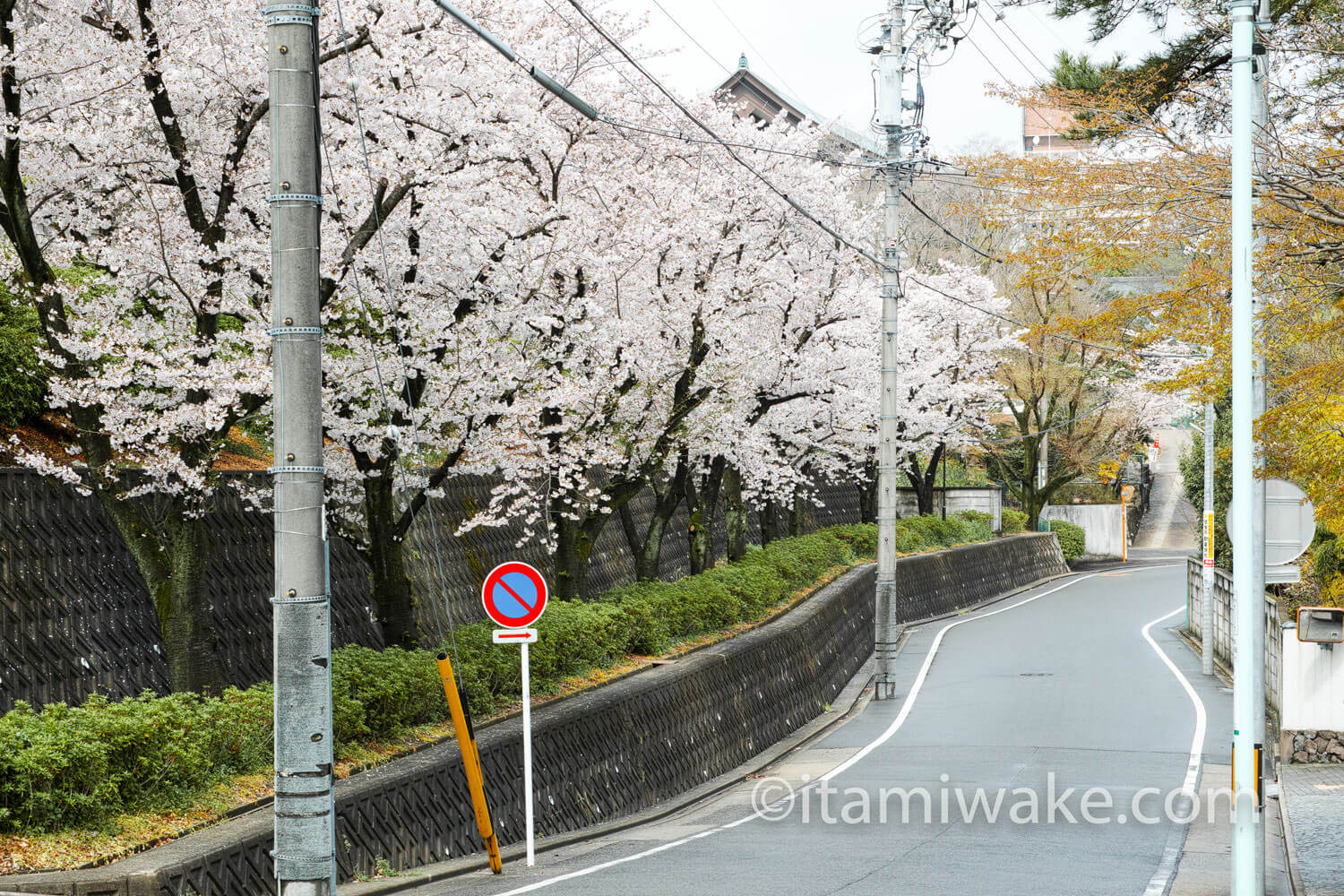 日泰寺の街路桜