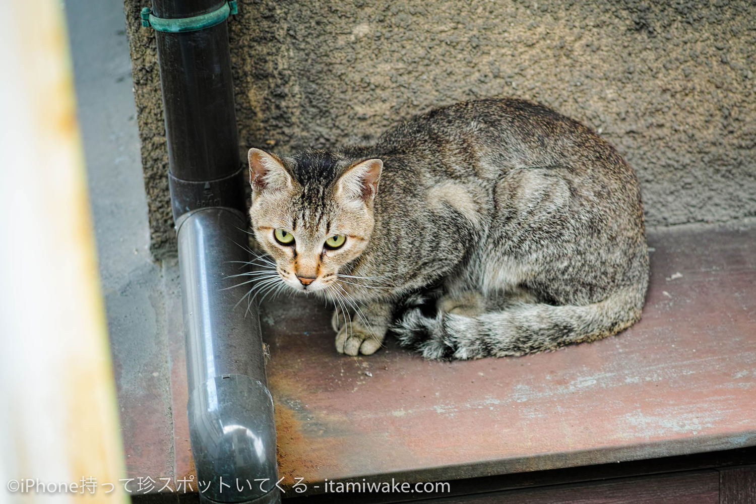 猫背の猫