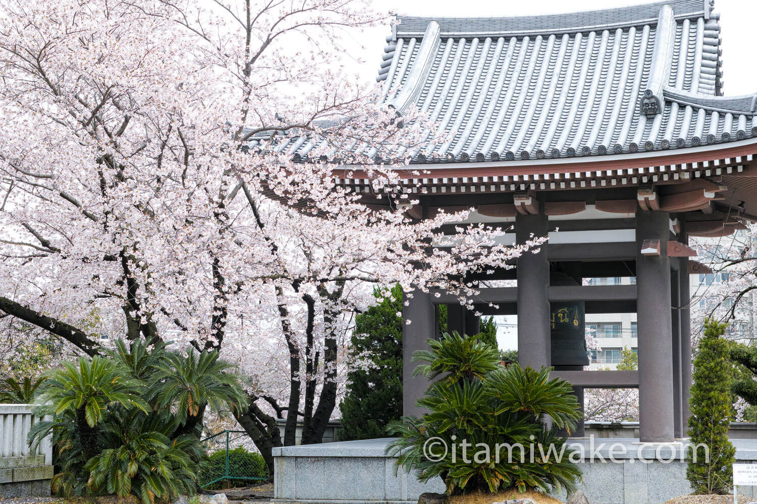 鐘楼周辺の桜