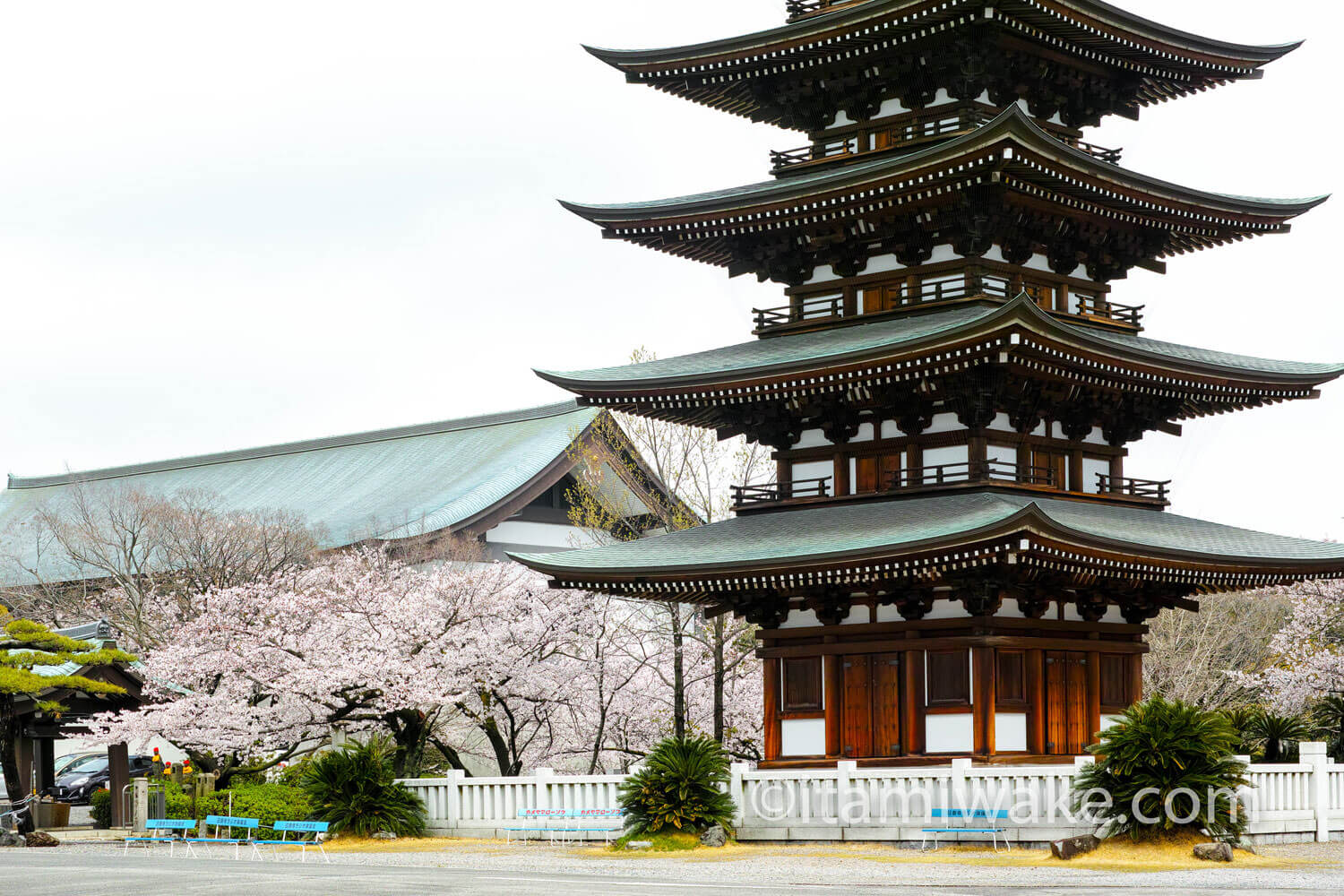 五重塔周辺の桜