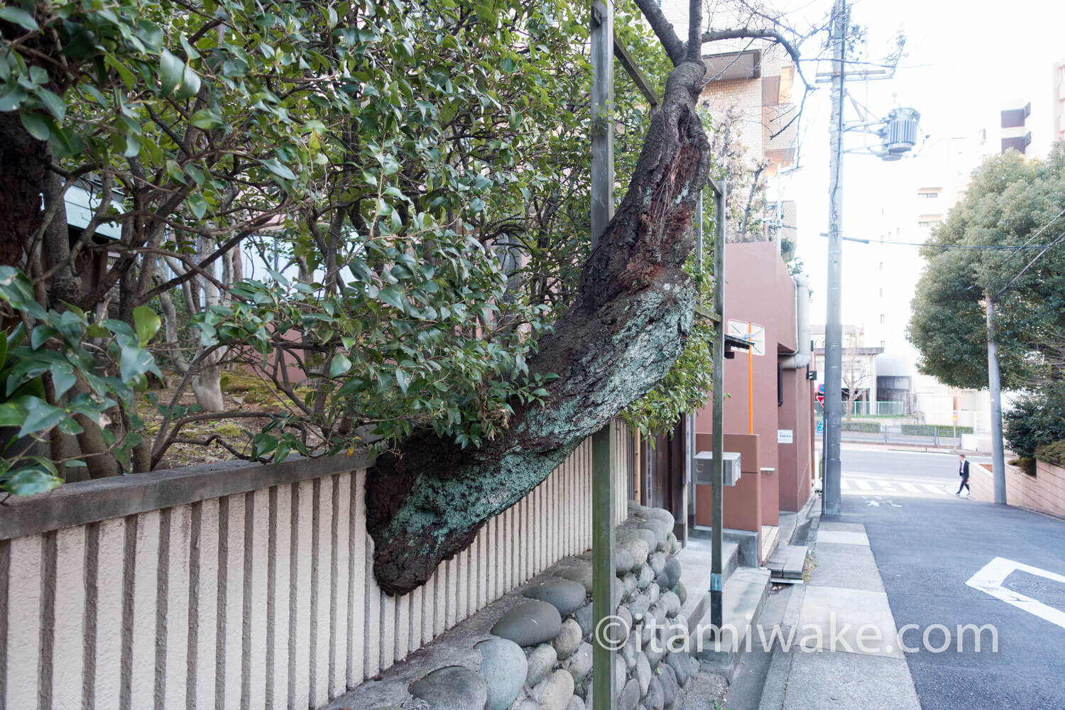 柵から突き出た木