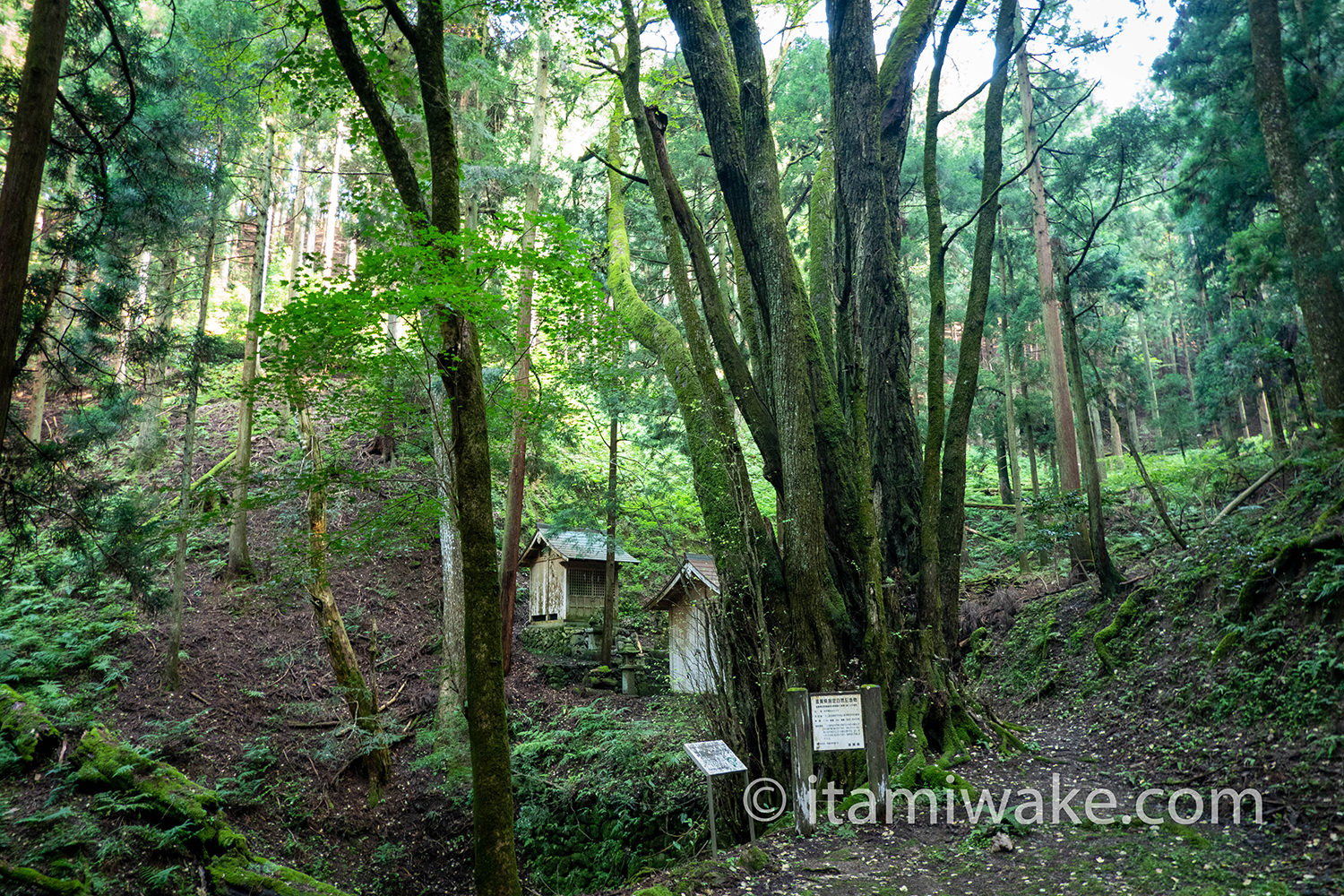 井戸神社のカツラの木