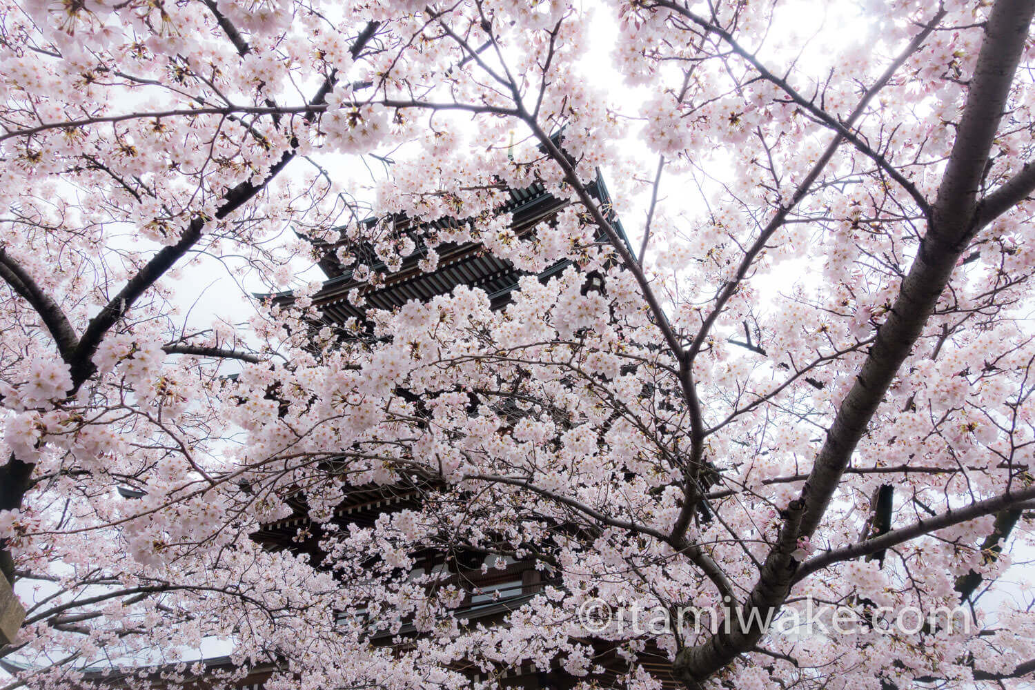 桜まみれ