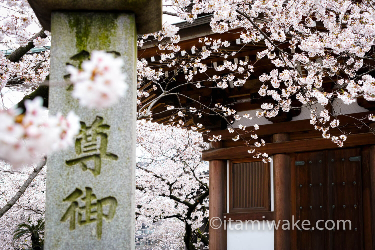 桜の向こうに五重塔