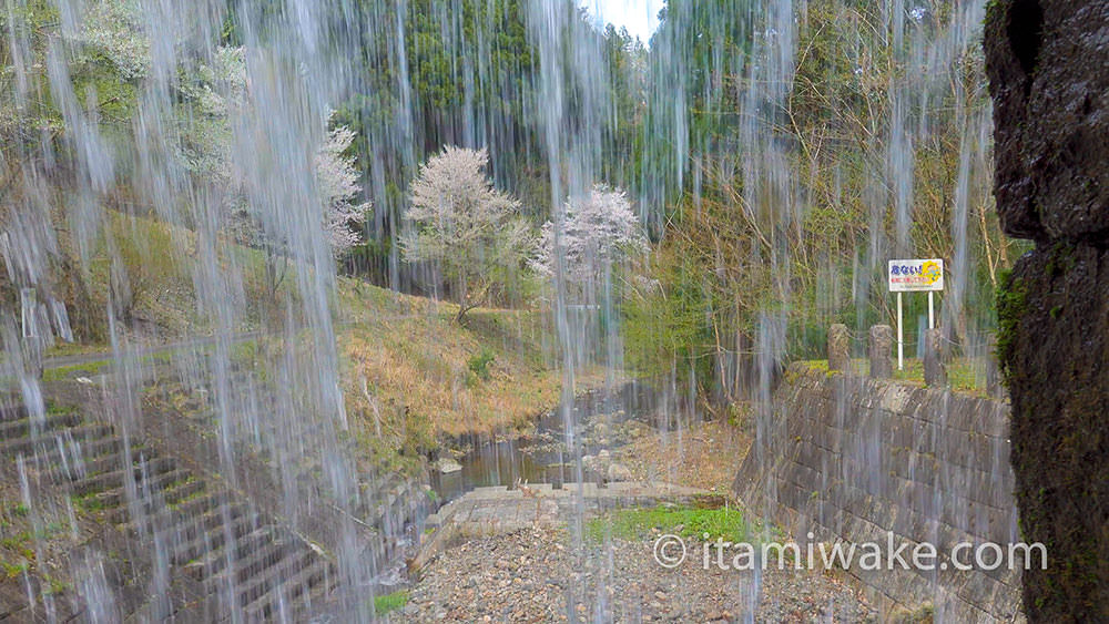 滝を通してみる桜