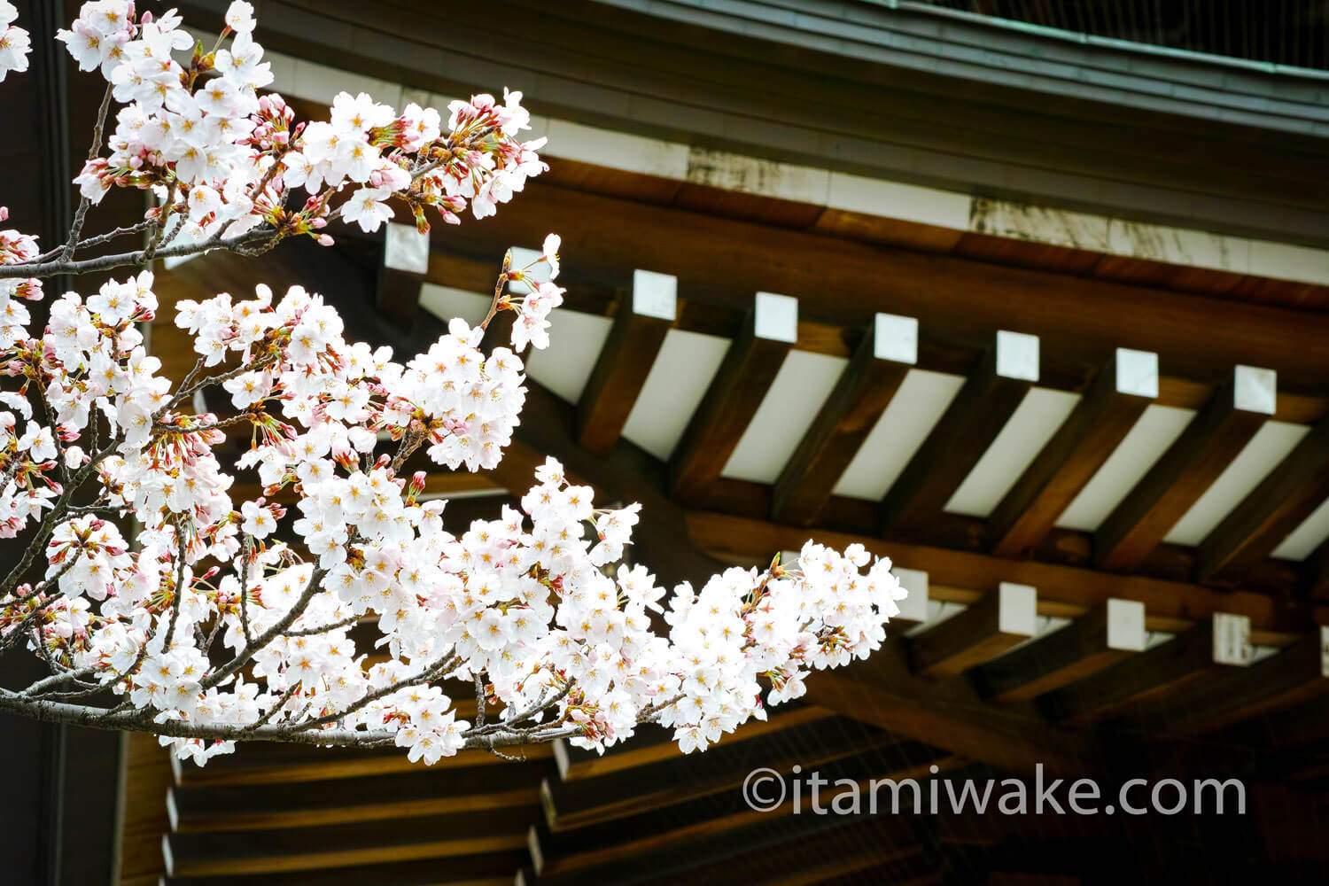 五重塔のひさしと桜