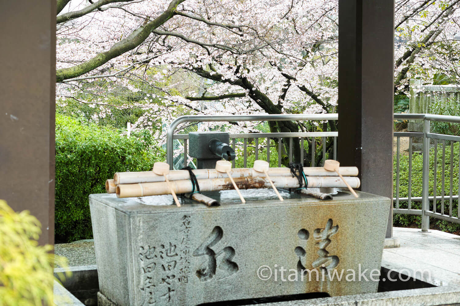 手水と桜