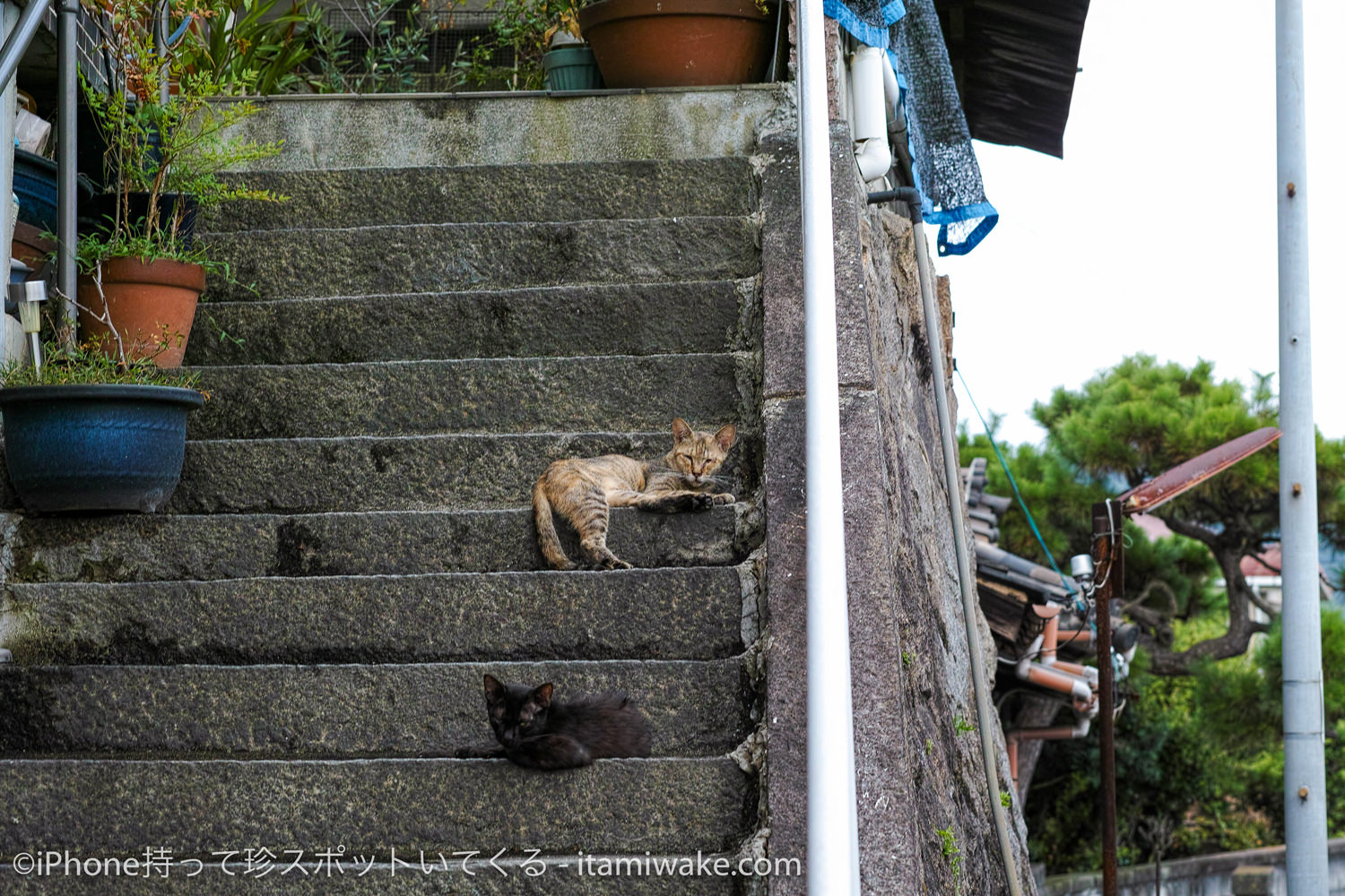 様子をうかがう猫