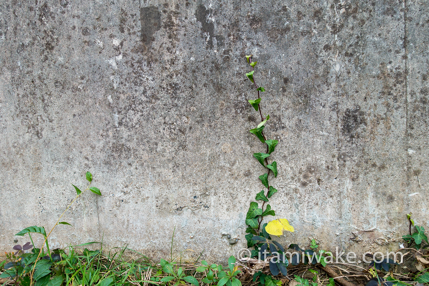 針尾送信所に沿って伸びる植物