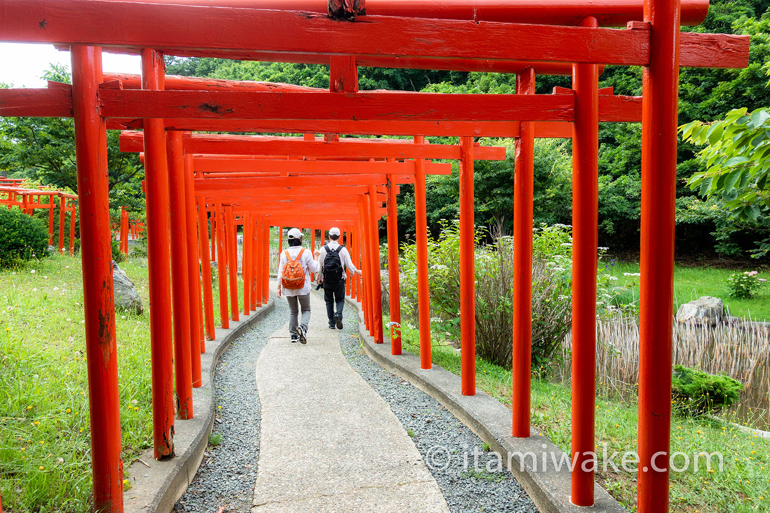 鳥居を歩く夫婦