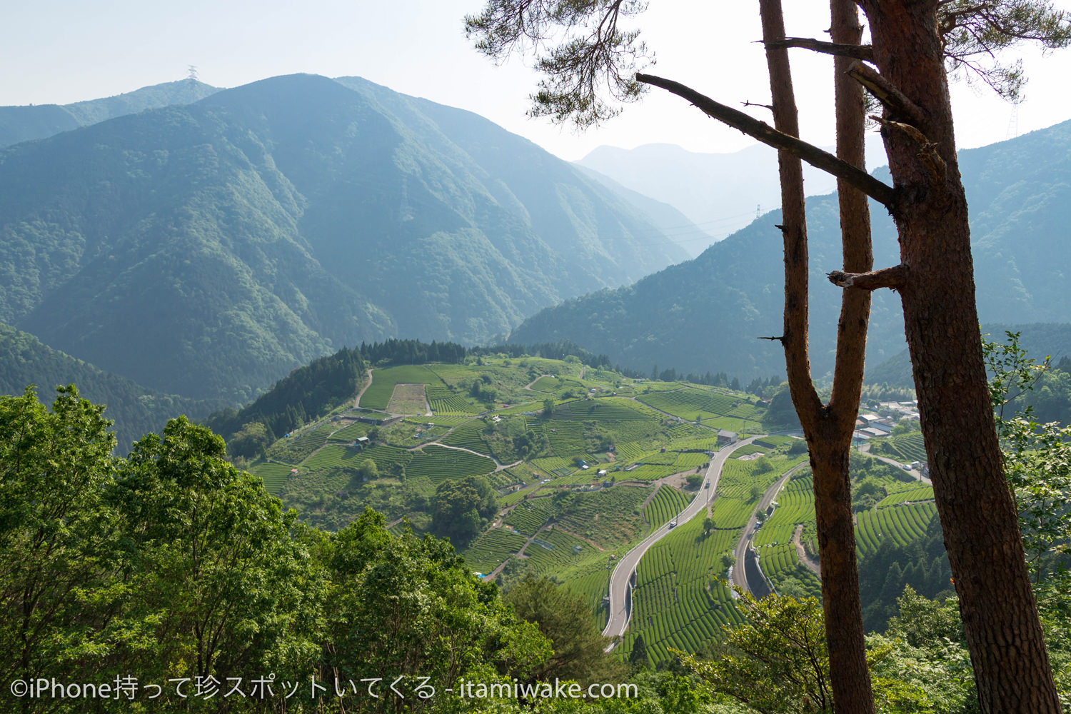 山々に囲まれる天空の茶畑