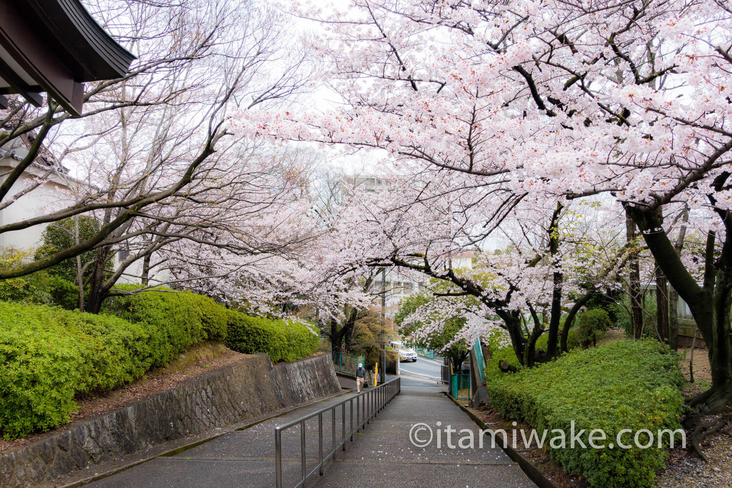 桜並木