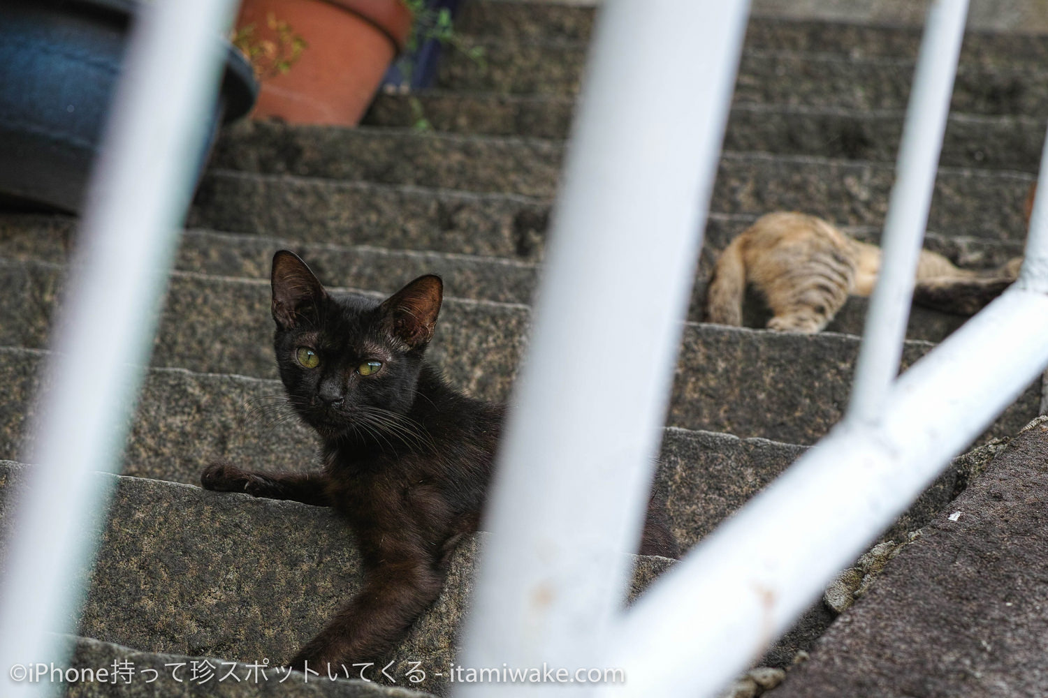 手すりの隙間から見つめる猫