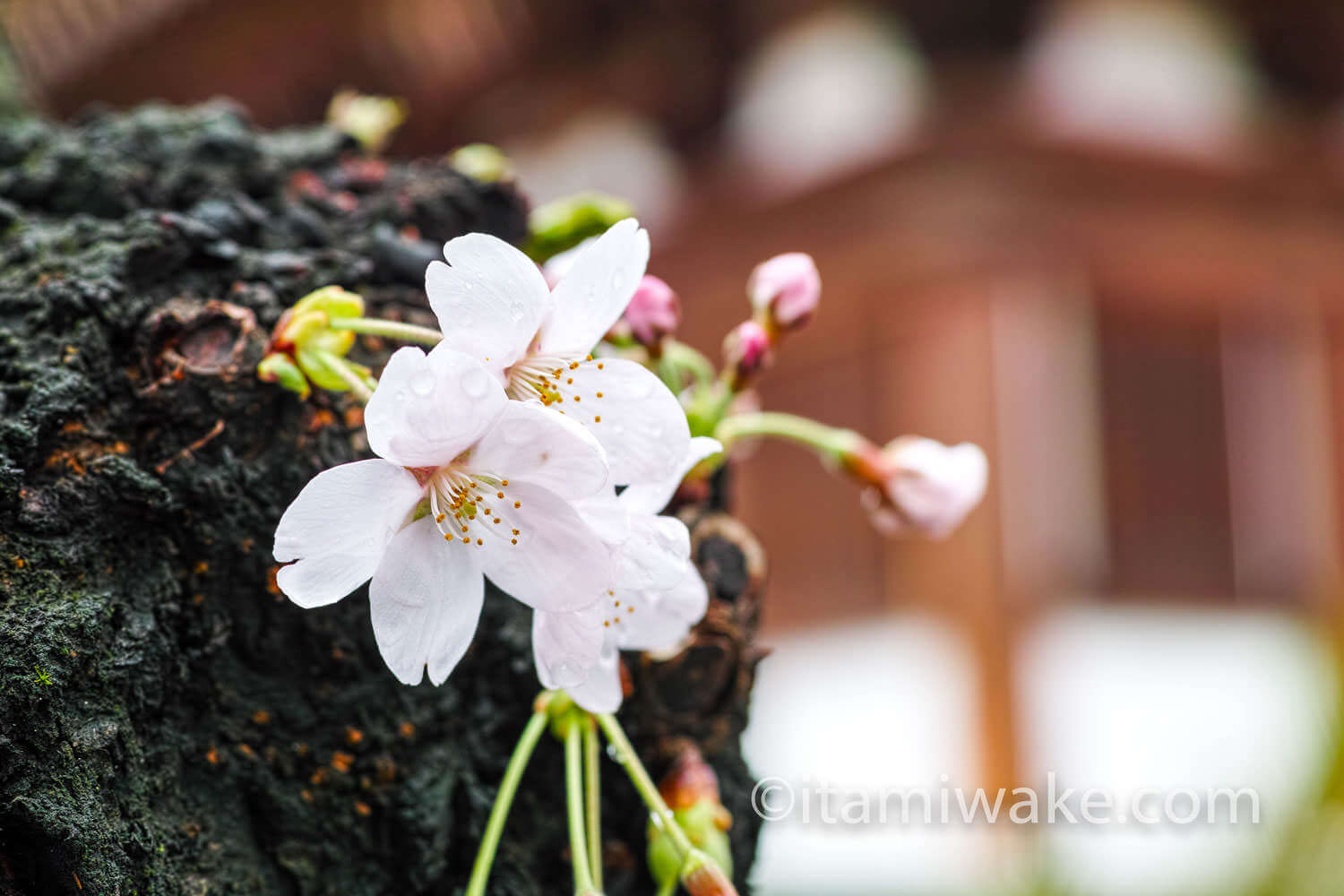 アップで桜