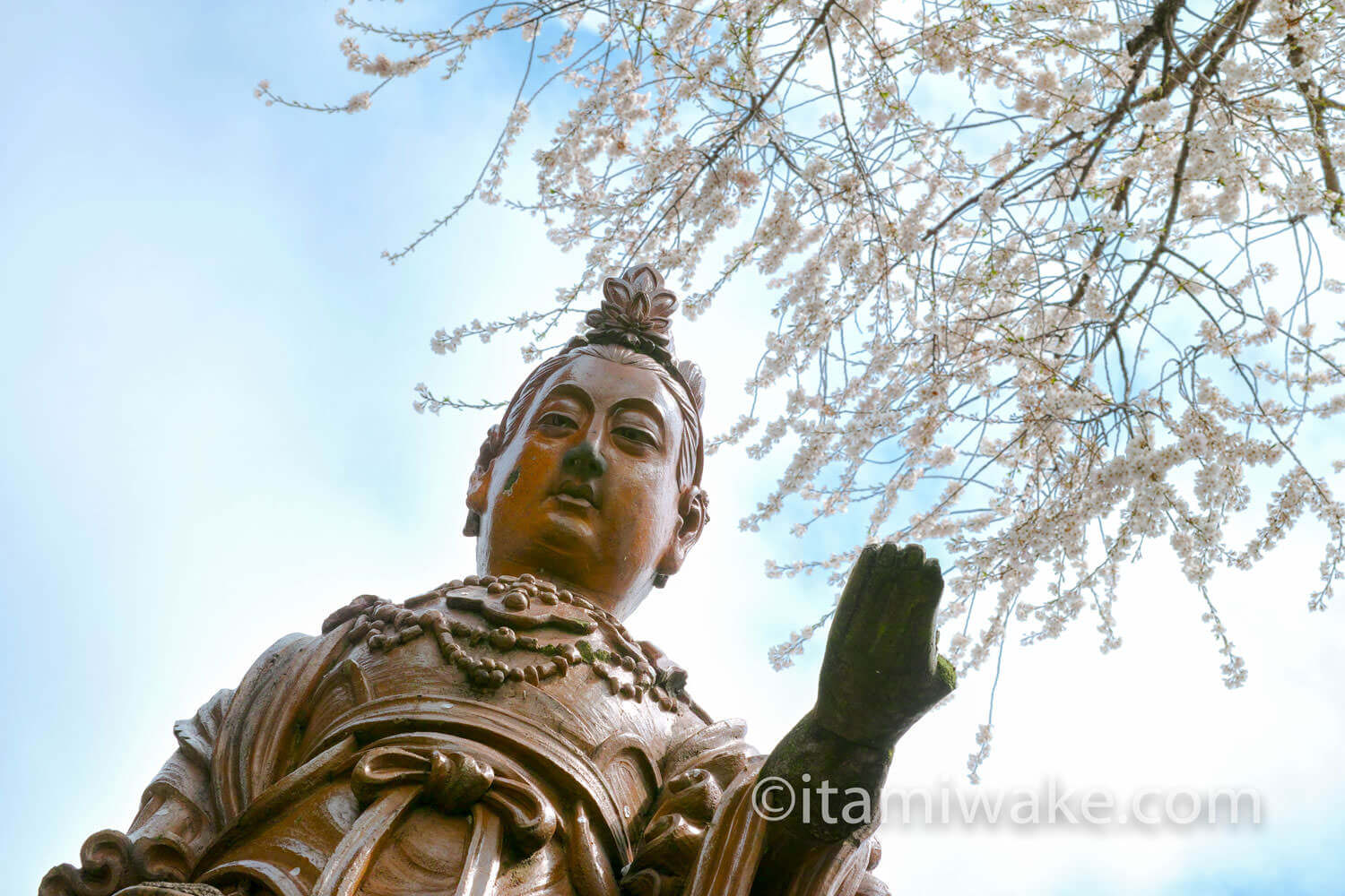 像と桜