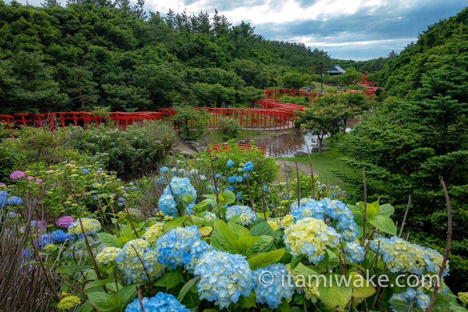 紫陽花と千本鳥居