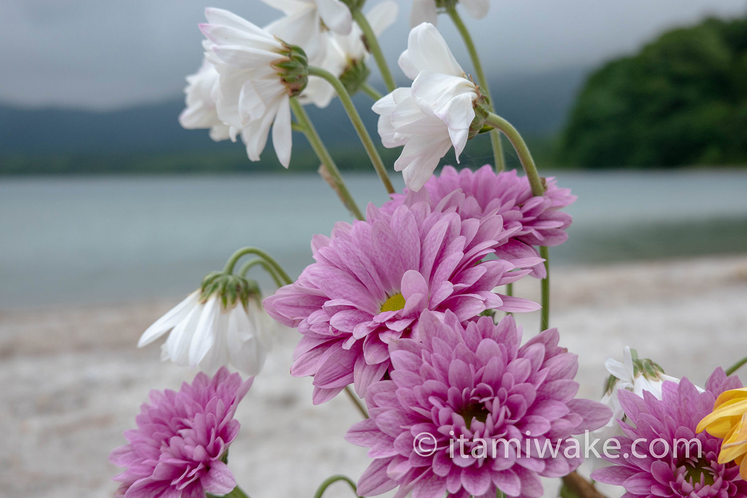 恐山の花