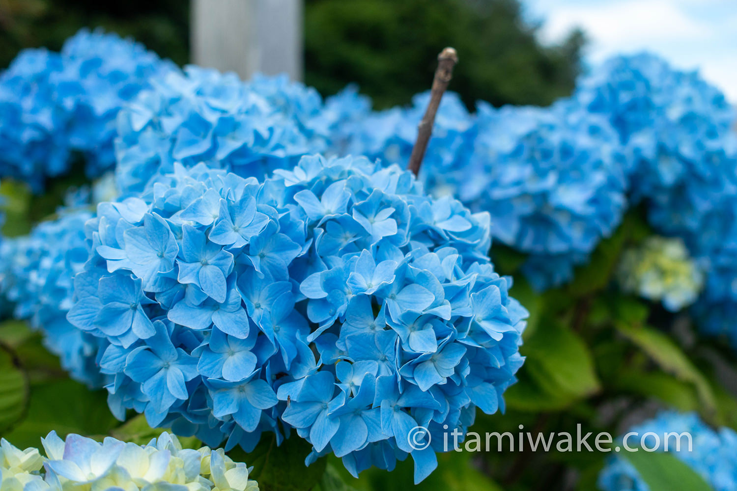 紫陽花