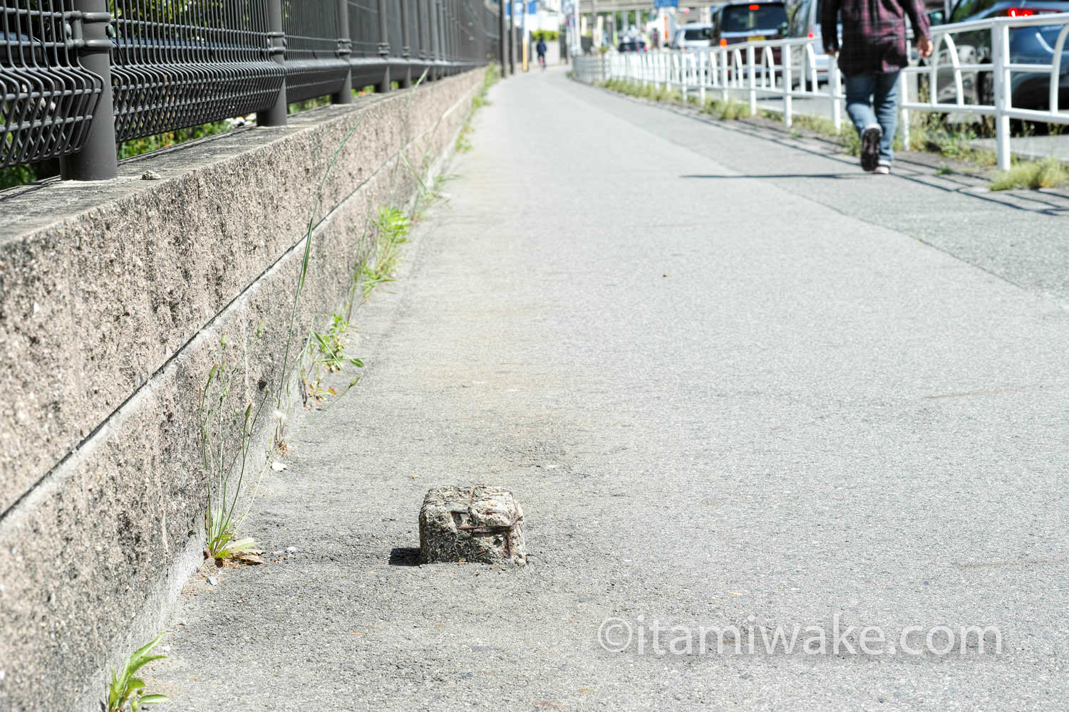 道端に生えている石