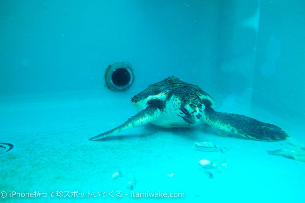 水没中のカメ