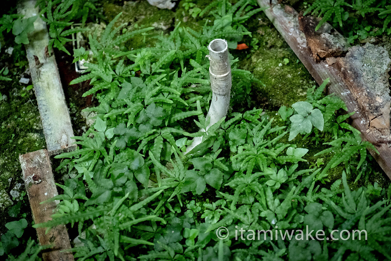 廃墟の植物