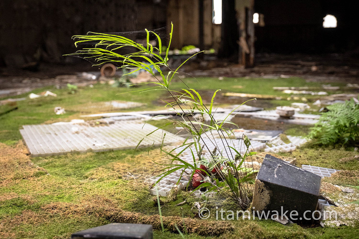 廃墟と植物