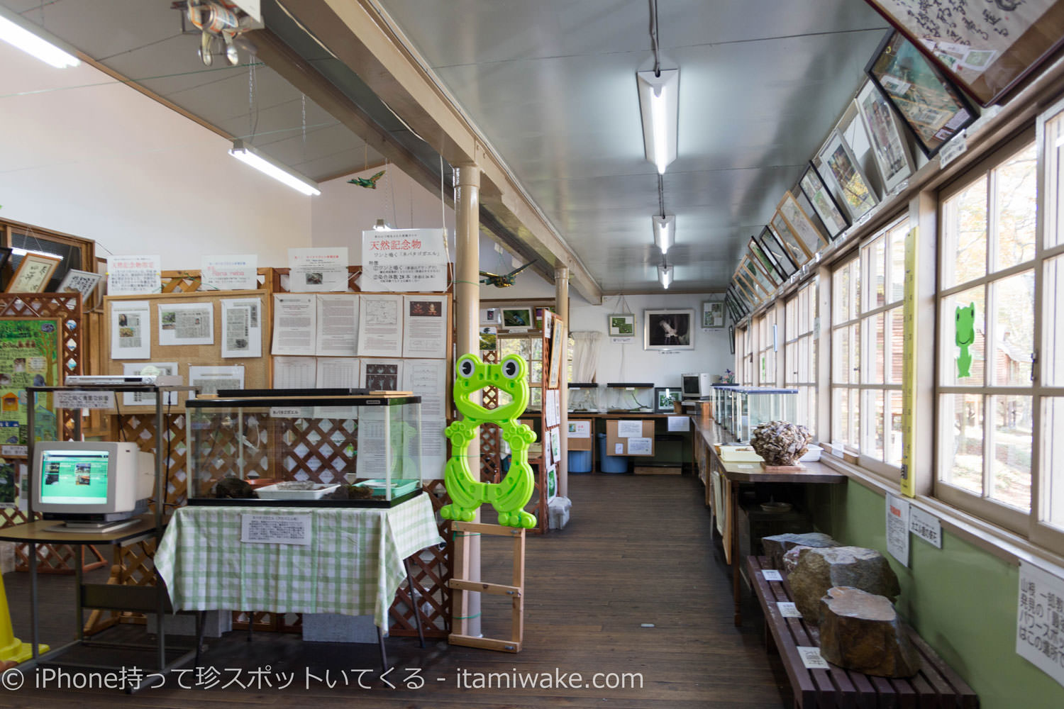 カエル館内部