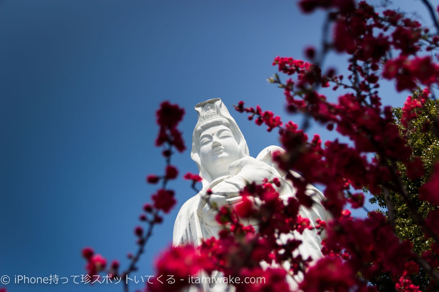 花と大観音