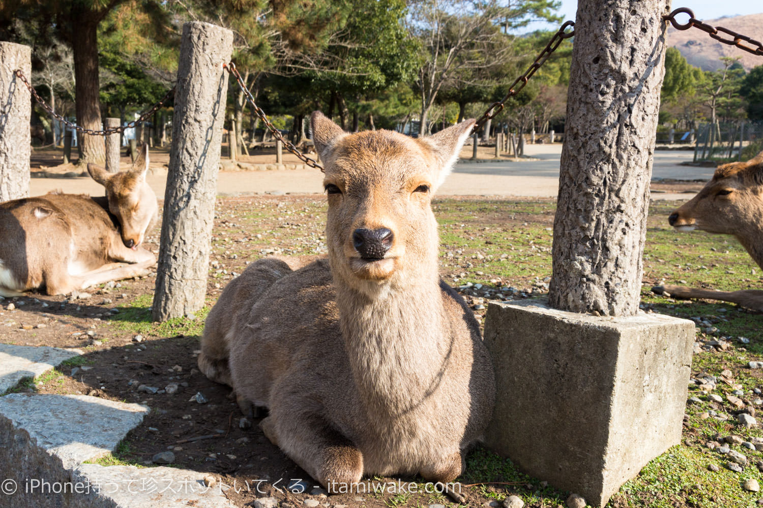 鹿の正面