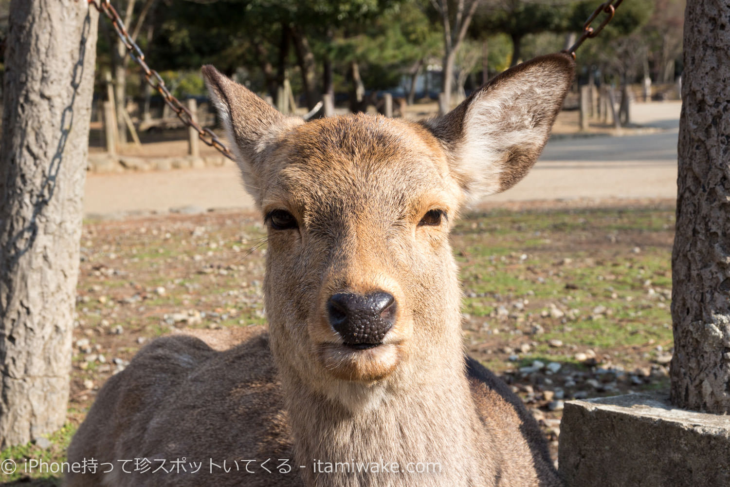 鹿の正面のアップ