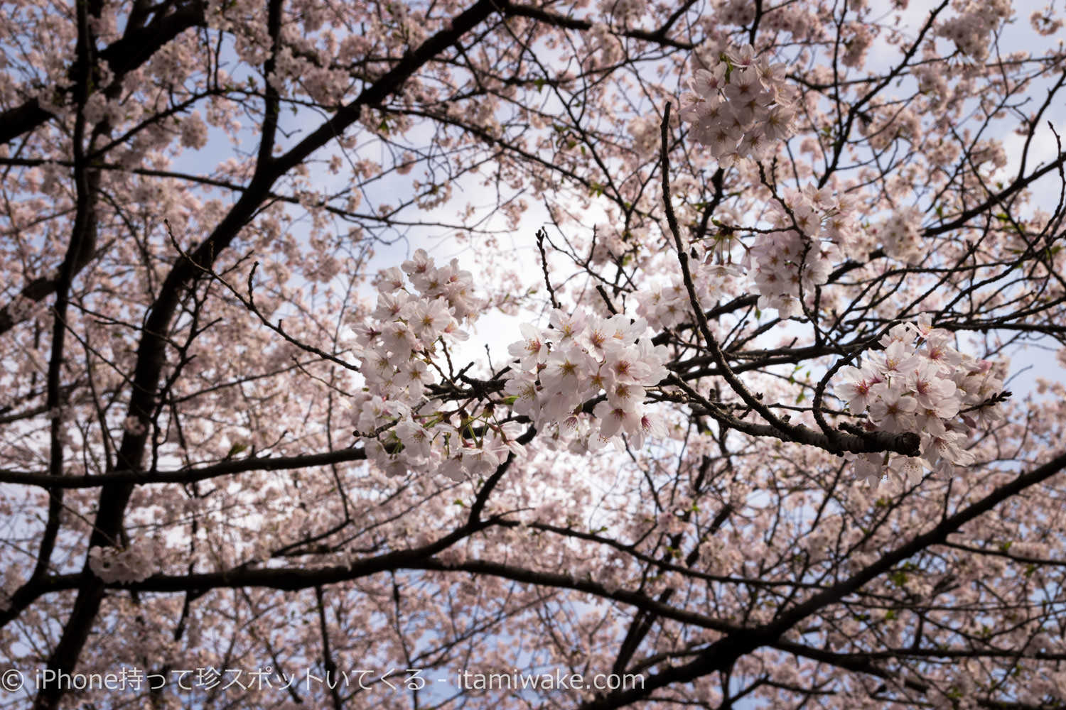 満開の桜