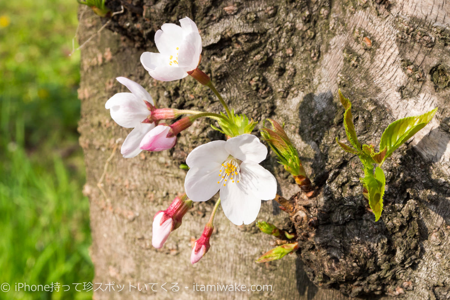 桜の花