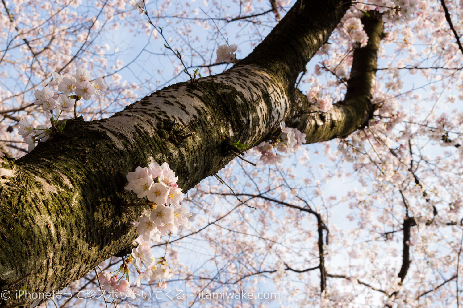 桜を見上げる