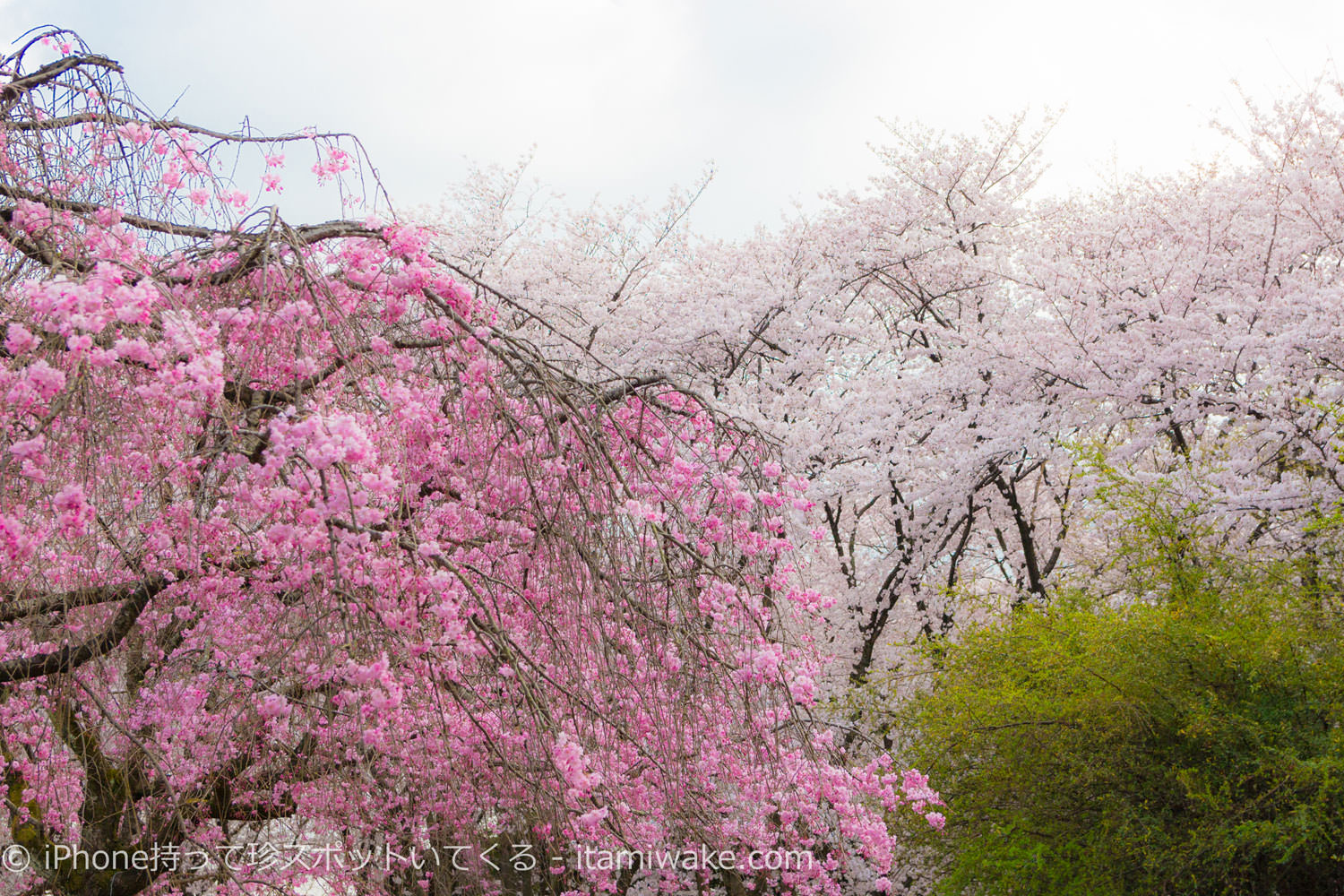 枝垂れ桜とソメイヨシノ